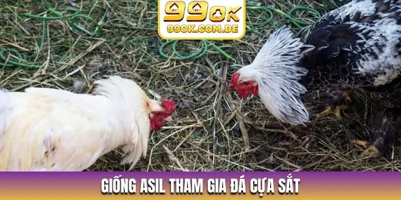 Giống Asil tham gia đá cựa sắt