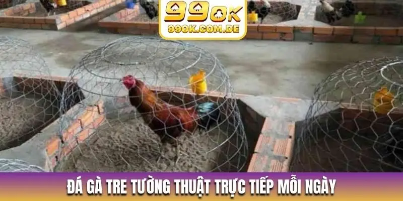 Đá gà tre tường thuật trực tiếp mỗi ngày