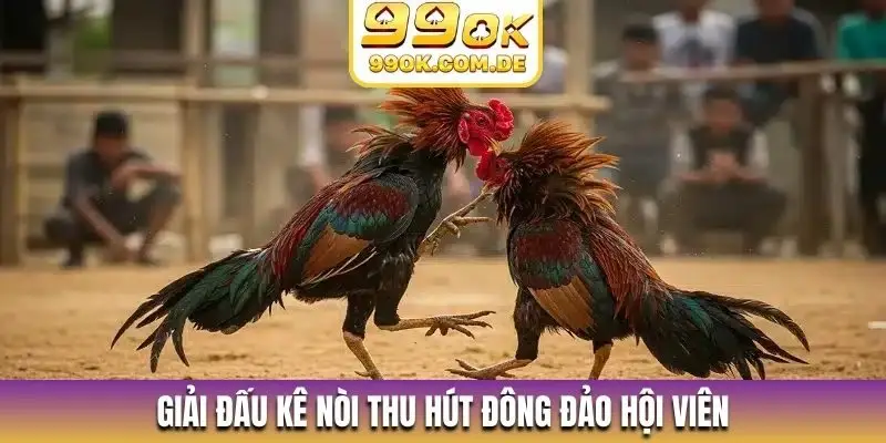 Giải đấu kê nòi thu hút đông đảo hội viên