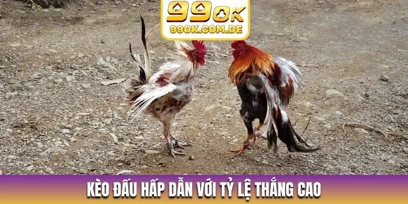 Kèo đấu hấp dẫn với tỷ lệ thắng cao