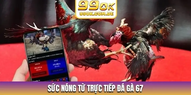 Sức nóng từ trực tiếp đá gà 67